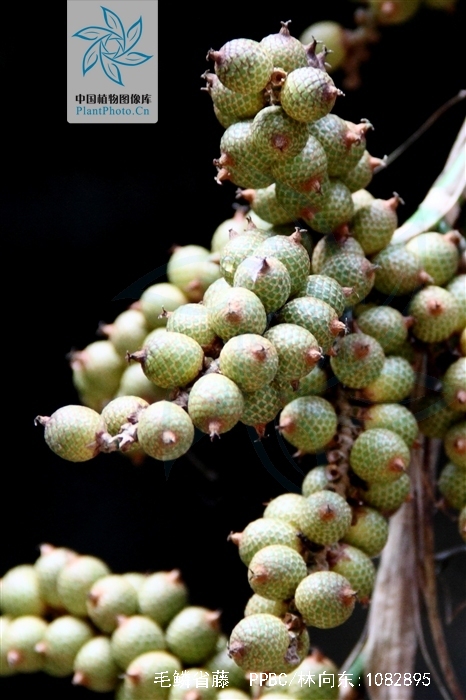  p>毛鳞省藤无茎,丛生,高2-3米.