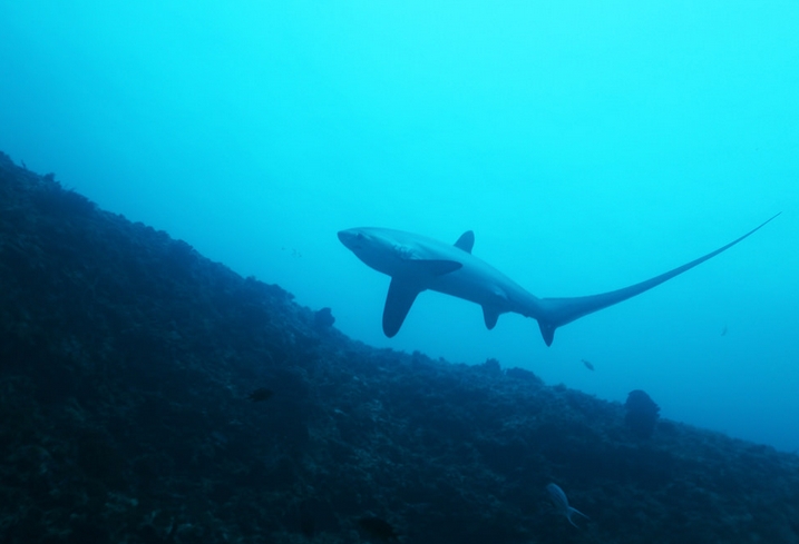 common thresher shark