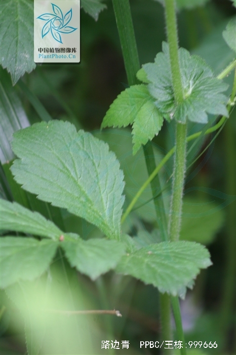  p>路边青(学名: i>geum aleppicum /i> jacq.