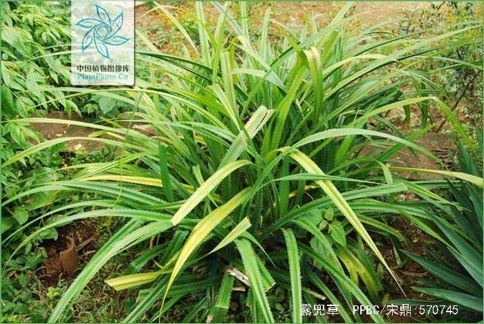  p>露兜草(学名: i>pandanus austrosinensis /i> t. l.