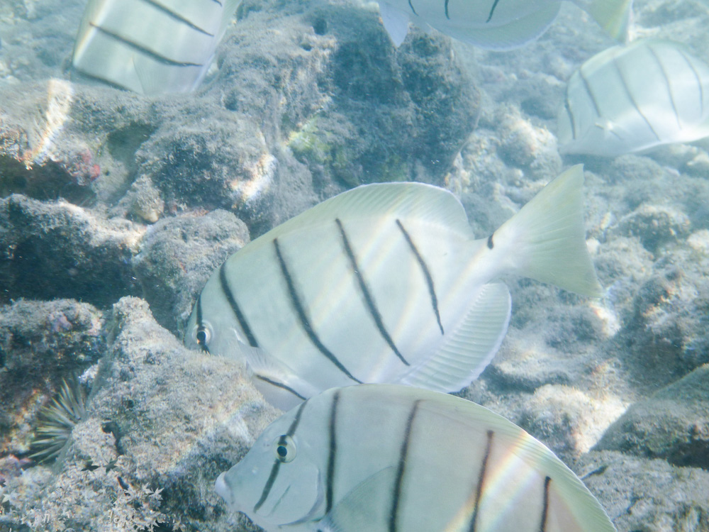  p>横带刺尾鱼(学名: i>acanthurus triostegus /i>(linnaeus,1758), 