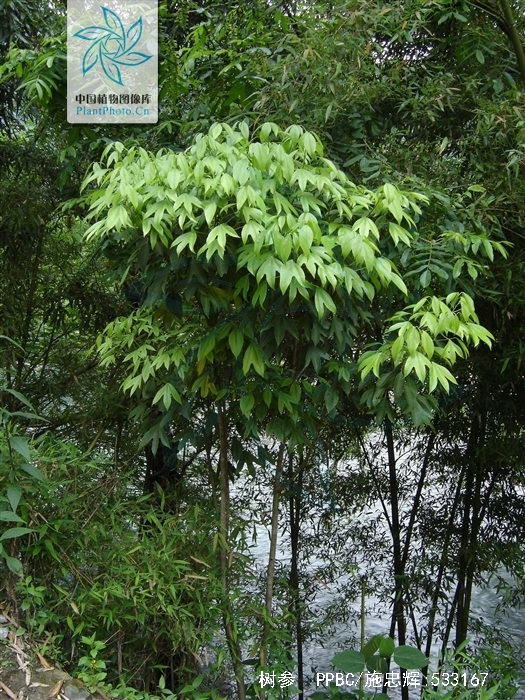  p>树参(学名: i>dendropanax dentiger /i> (harms) merr.