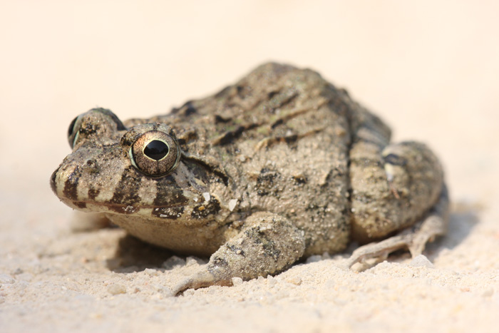  p>泽蛙(rana limnocharis boie , 1834) 隶属于蛙科蛙属,是一种小形