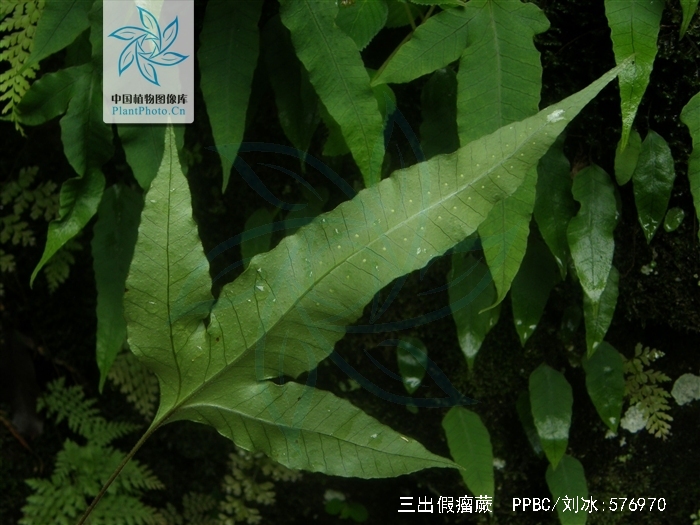 phymatopteris trisecta (baker) pic. serm.