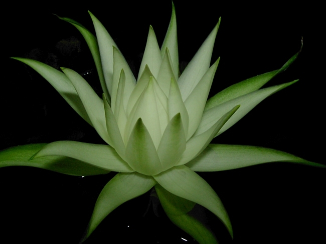  p>兔耳睡莲(学名: i>nymphaea /i>  i>oxypetala /i> planch.