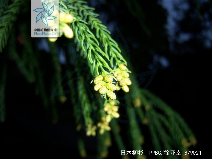  p>日本柳杉(拉丁学名: i>cryptomeria japonica  /i>(l. f.) d.