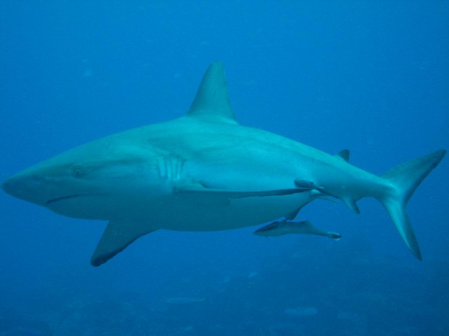 黑尾真鲨