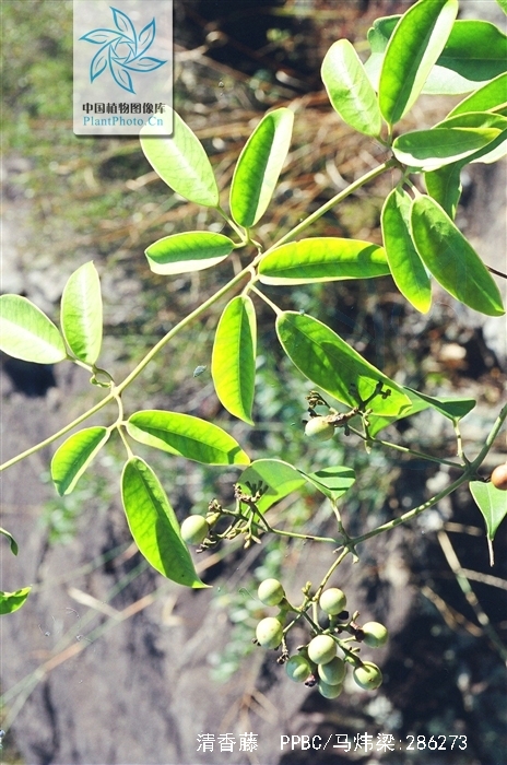  p>清香藤(拉丁文jasminum lanceolarium roxb),是木犀科, a href="#"