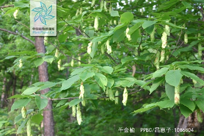  p>千金榆(学名: i>carpinus cordata /i> bl.
