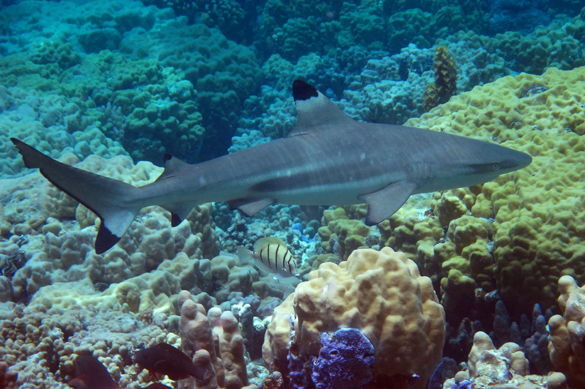  p>乌翅真鲨(学名: i>carcharhinus melanopterus /i>)是真鲨科,真鲨