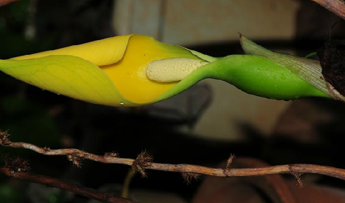  p>岩芋属( a target="_blank" href="/item/学名/8074290" data