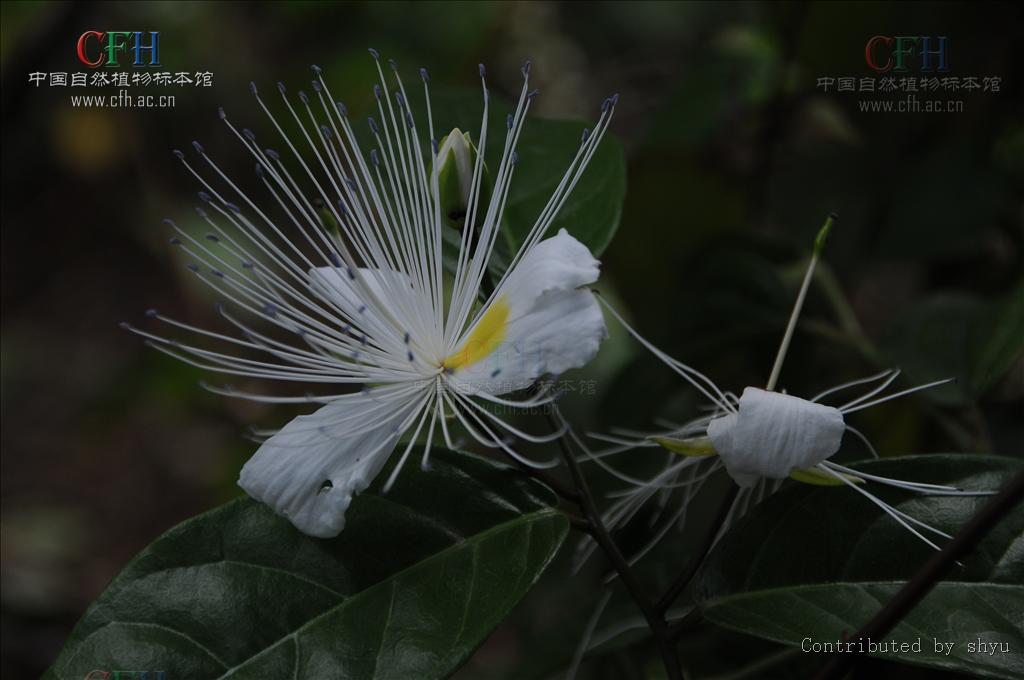  p>小刺山柑,又称牛 a target="_blank" href="/item/眼睛/362" data