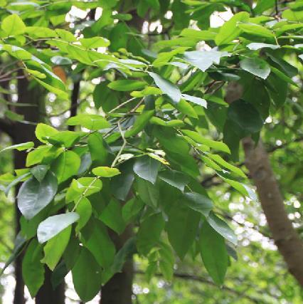  p>油楠(学名: i>sindora glabra /i> merr.