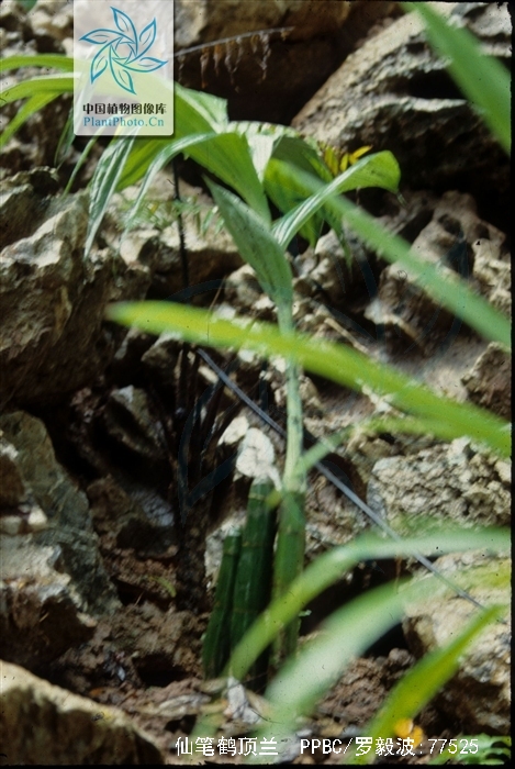 phaius columnaris c. z. tang et s. j.cheng