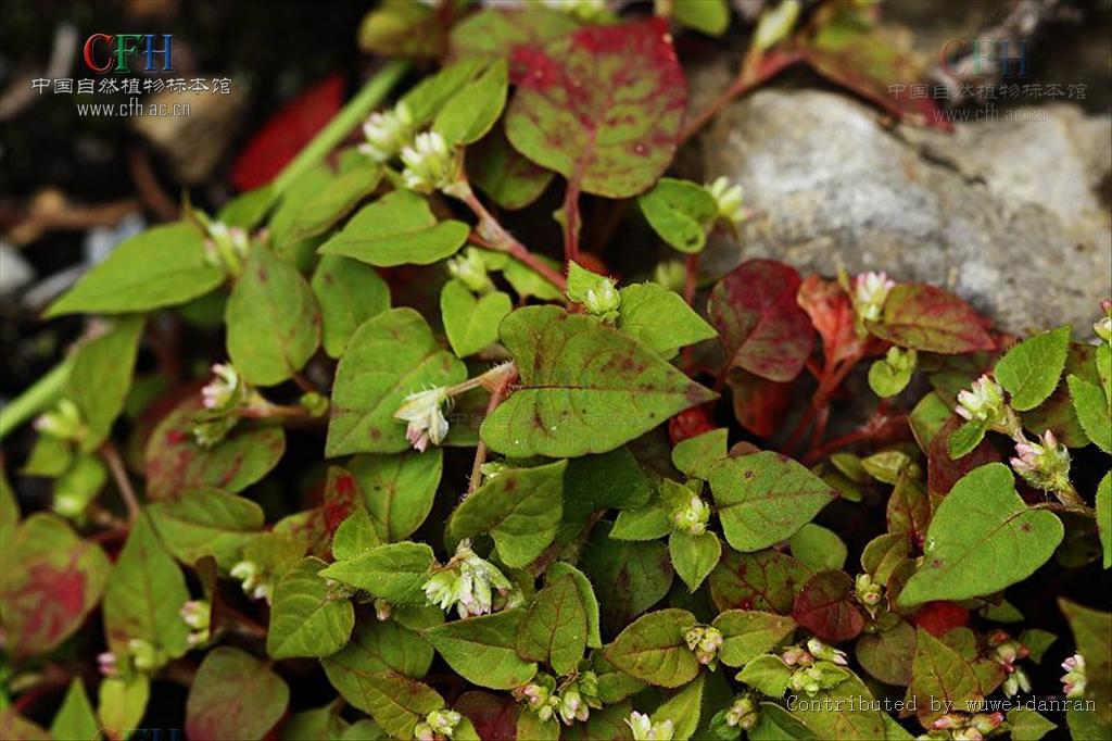  p> b>蓝药蓼 /b>(学名:polygonum cyanandrum)是蓼科蓼属植物. /p>