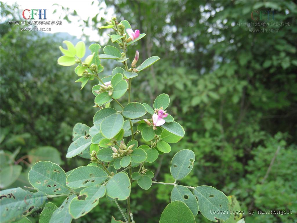 白花短梗胡枝子