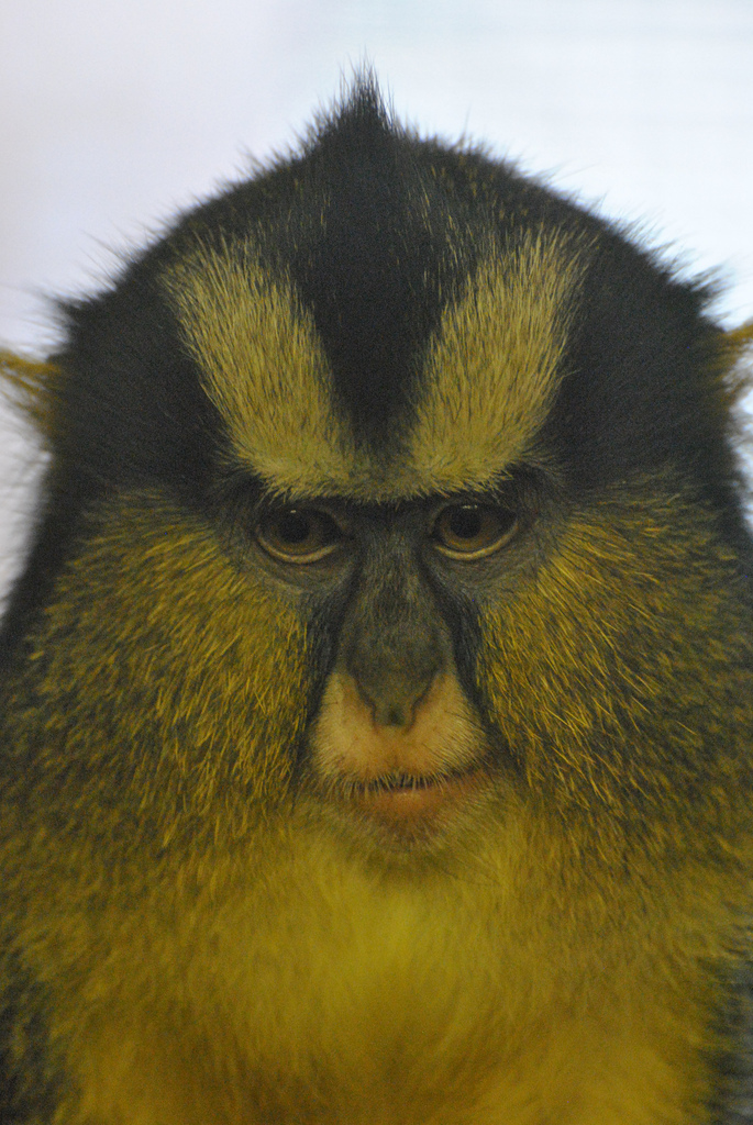 cercopithecus pogonias