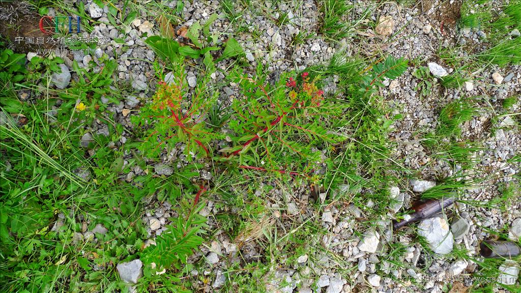  p>狼毒(学名: i>stellera chamaejasme /i> linn.