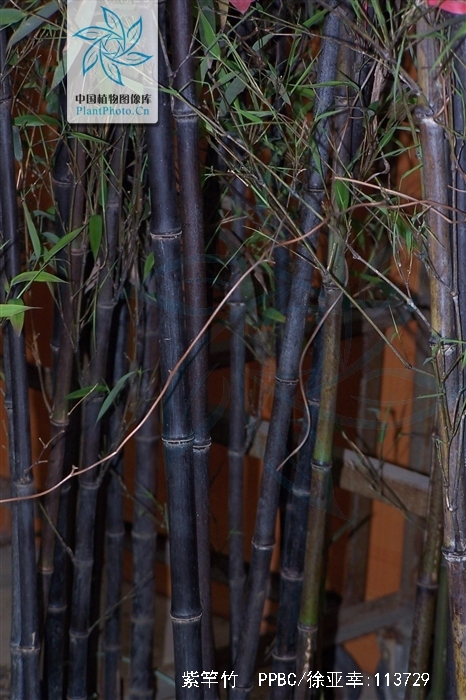  p> a href="#">紫竿竹 /a>,所属植物界,属禾本科(gramineae),产广东