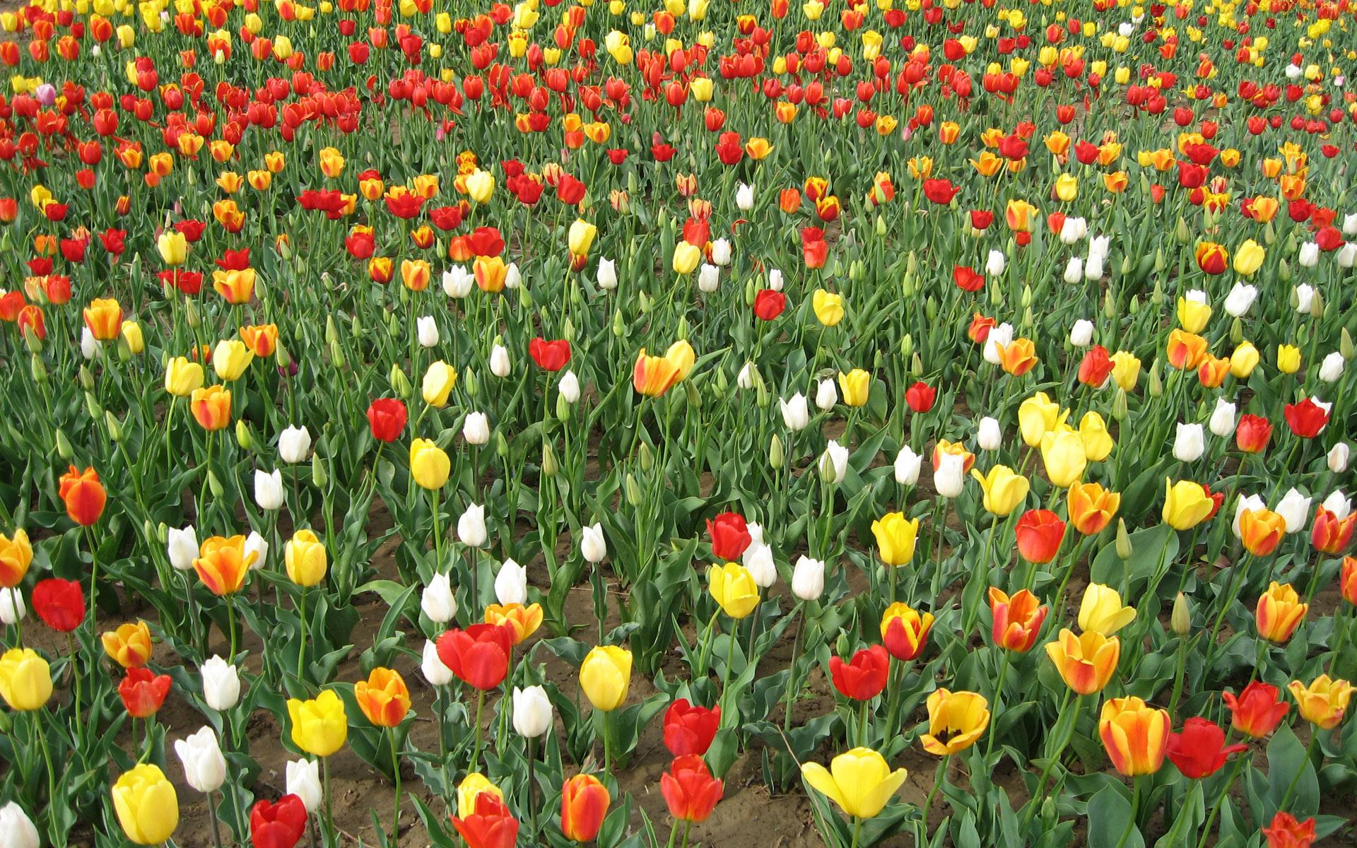 北京金盏郁金香花园
