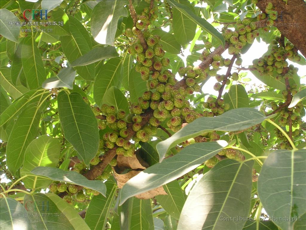 f)属于 a href="#" data-lemmaid="12640320">桑科榕属 /a>的一类 a