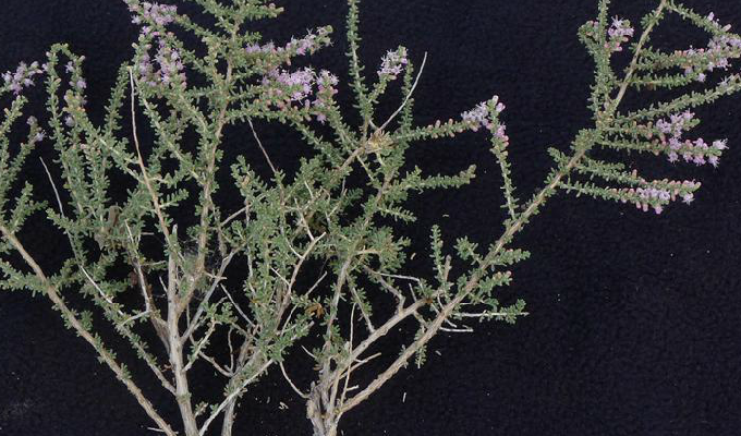  p>红砂属(学名:reaumuria linn.