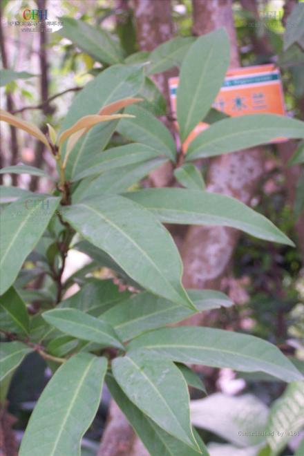 木兰类植物_百度百科