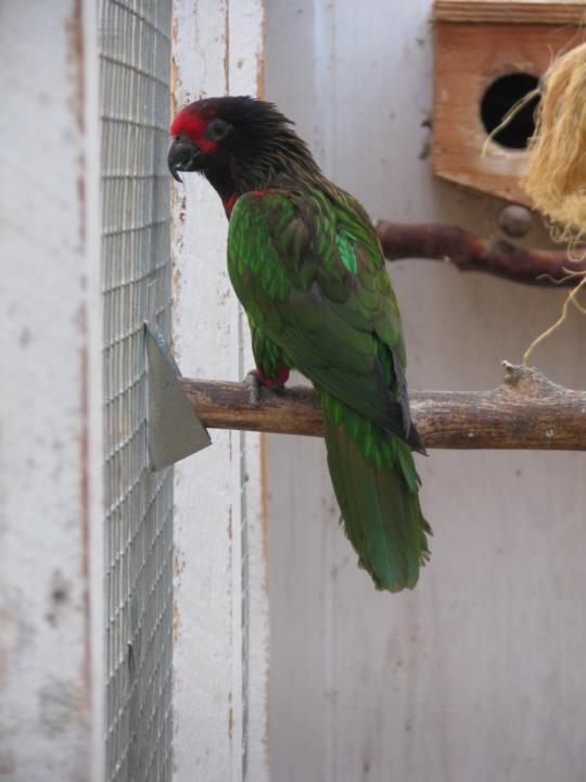  p>黄纹绿吸蜜鹦鹉巴布亚亚种,鸟体为深绿色,前额,鸟喙和眼睛之间