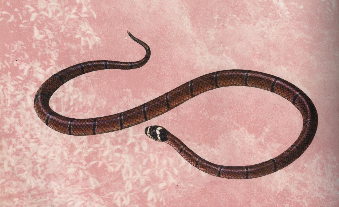  p>丽纹蛇(sinomicrurus)为眼镜蛇科丽纹蛇属的爬行动物,俗称为 a