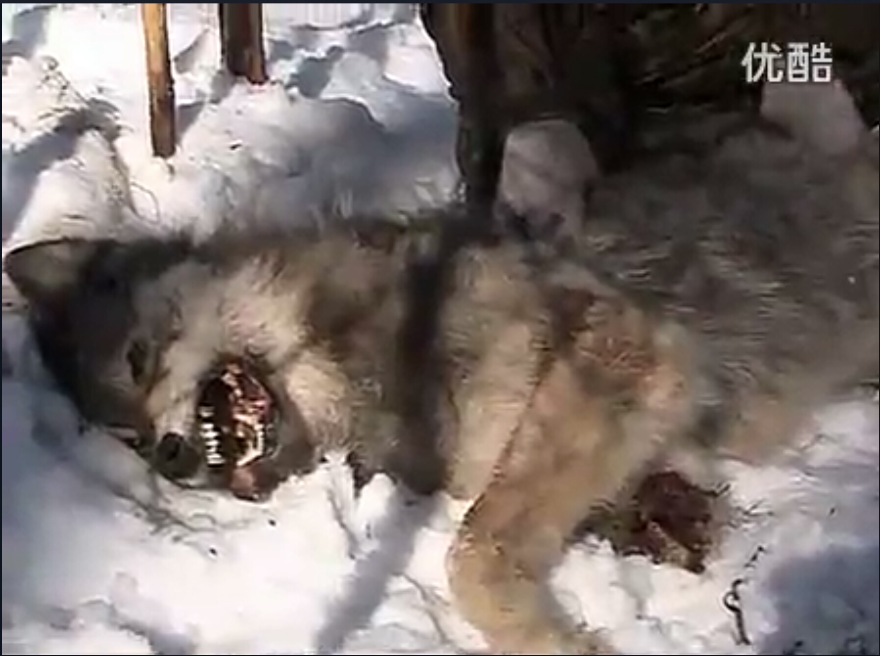  p>俄罗斯狼(学名:canis lupus communis)是 a href="#" data-lemmaid