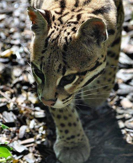  p>虎猫(学名: i>leopardus pardalis /i>):共有10个 a href="#" data