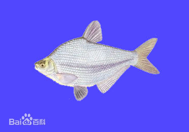  p>三角鲂,学名: i>megalobrama terminalis  /i>(richardson, 1846)