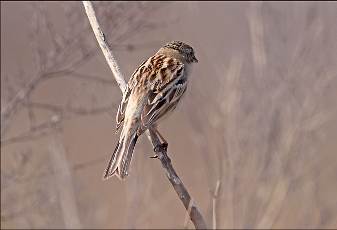 emberiza schoeniclus minor