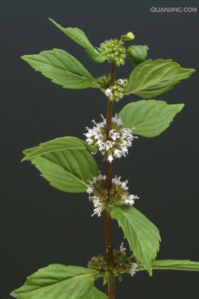 胡椒薄荷