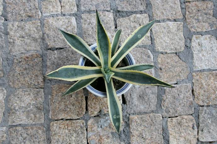 data-lemmaid="142914">植物 /a>药兰科植物金边莲的全草,多年生宿根