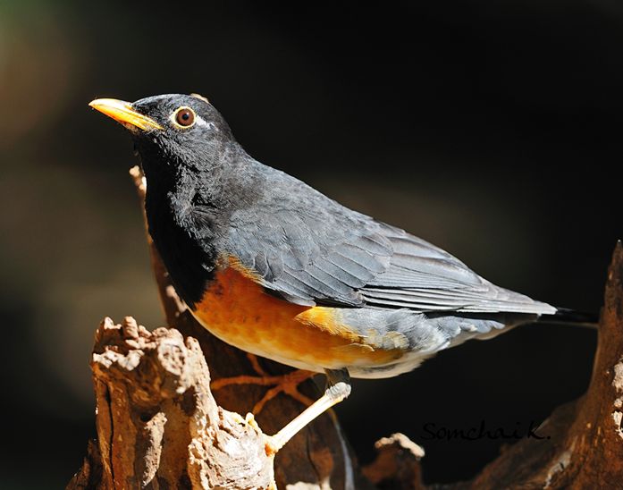 turdus dissimilis
