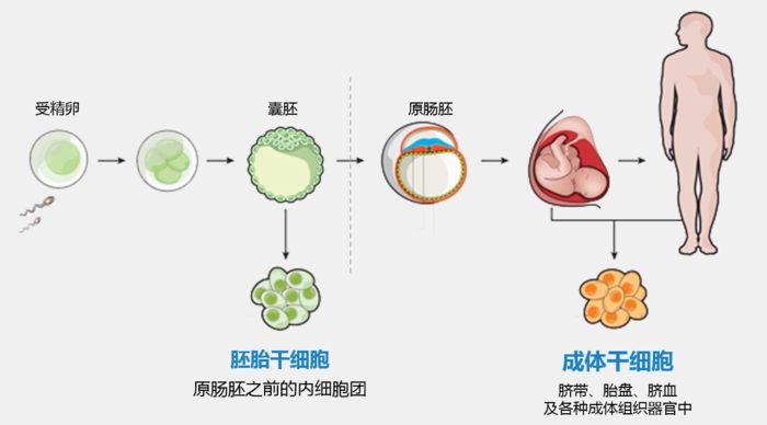 剩1/279都能再生的魔幻动物：切断再生一时爽，一直切一直爽_百科TA说
