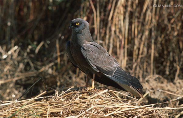  p>乌灰鹞(学名: i>circus pygargus /i>)为隼形目,鹰科鹞属的鸟类.