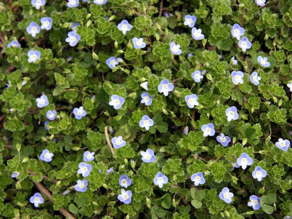  p>疏花婆婆纳植株高(15)50-80厘米,全体被白色多细胞柔毛,花期6月,生