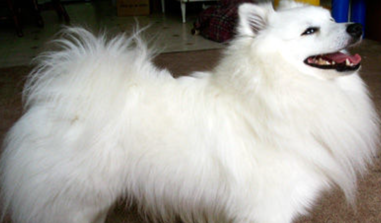 美洲爱斯基摩玩具犬