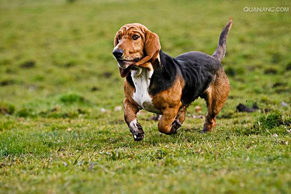 basset hound