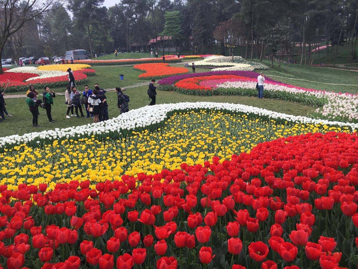  p data-id="gnvh2ch11p">喜来登杨梅小镇位于四川省成都市天府新区