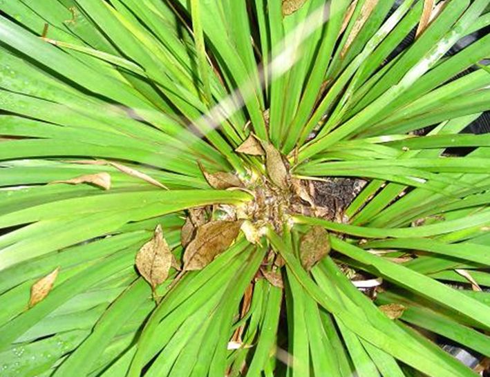 acorus calamus l.
