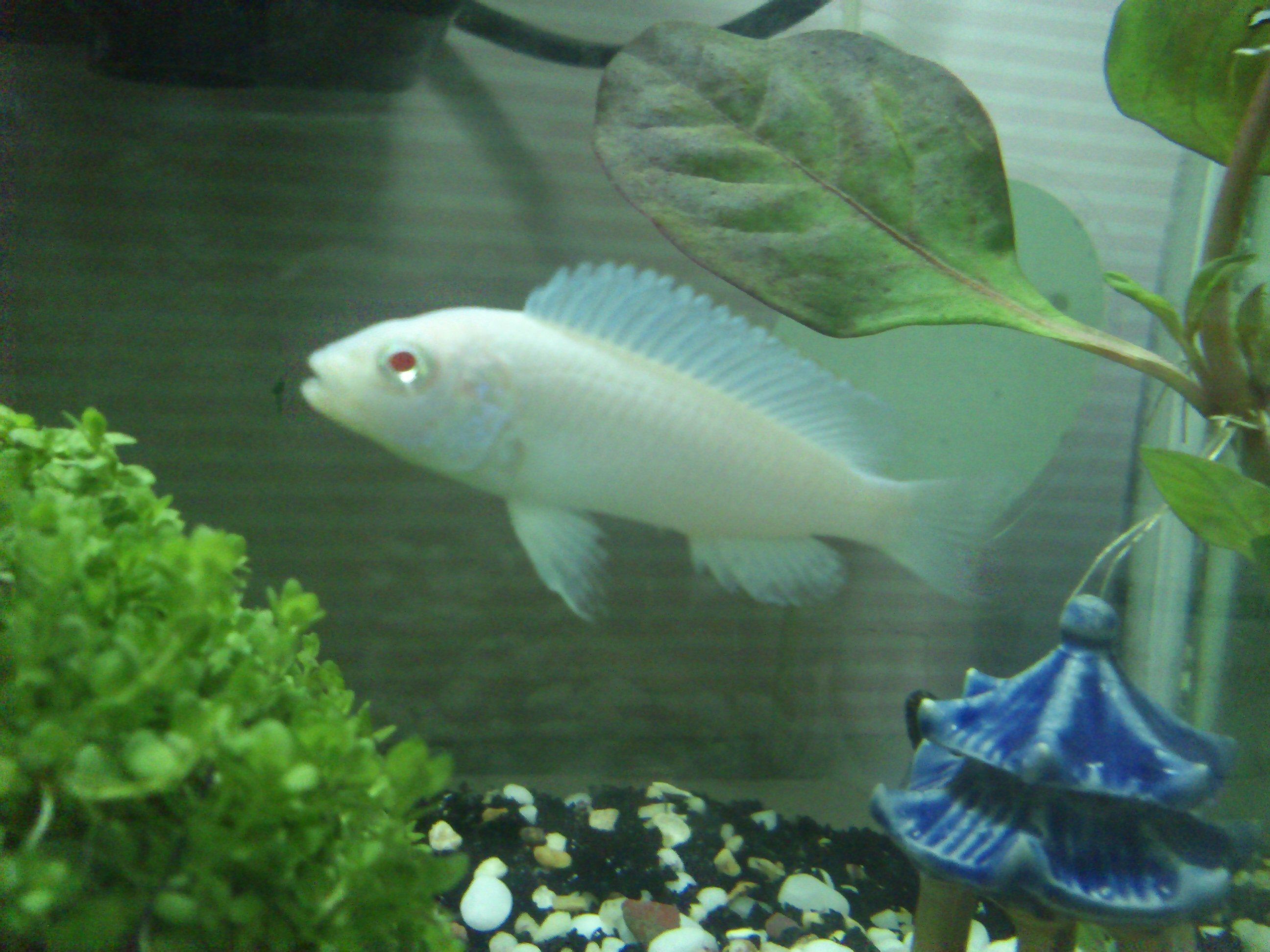 gnbajvgz5t">雪鲷, a target="_blank" href="/item/非洲慈鲷/571031"