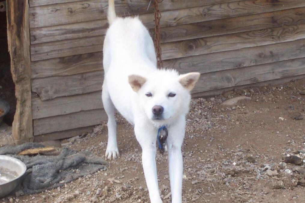  p data-id="tixf5kepfx5i">珍岛犬是食肉目犬科犬属哺乳动物,又称金