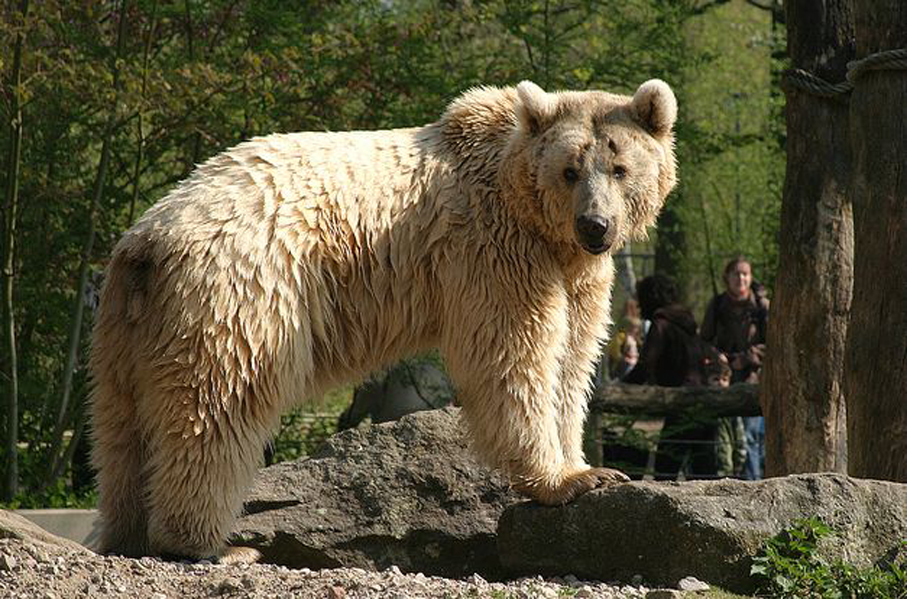  p>棕熊(学名: i>ursus arctos /i>):是哺乳纲,熊科的动物.