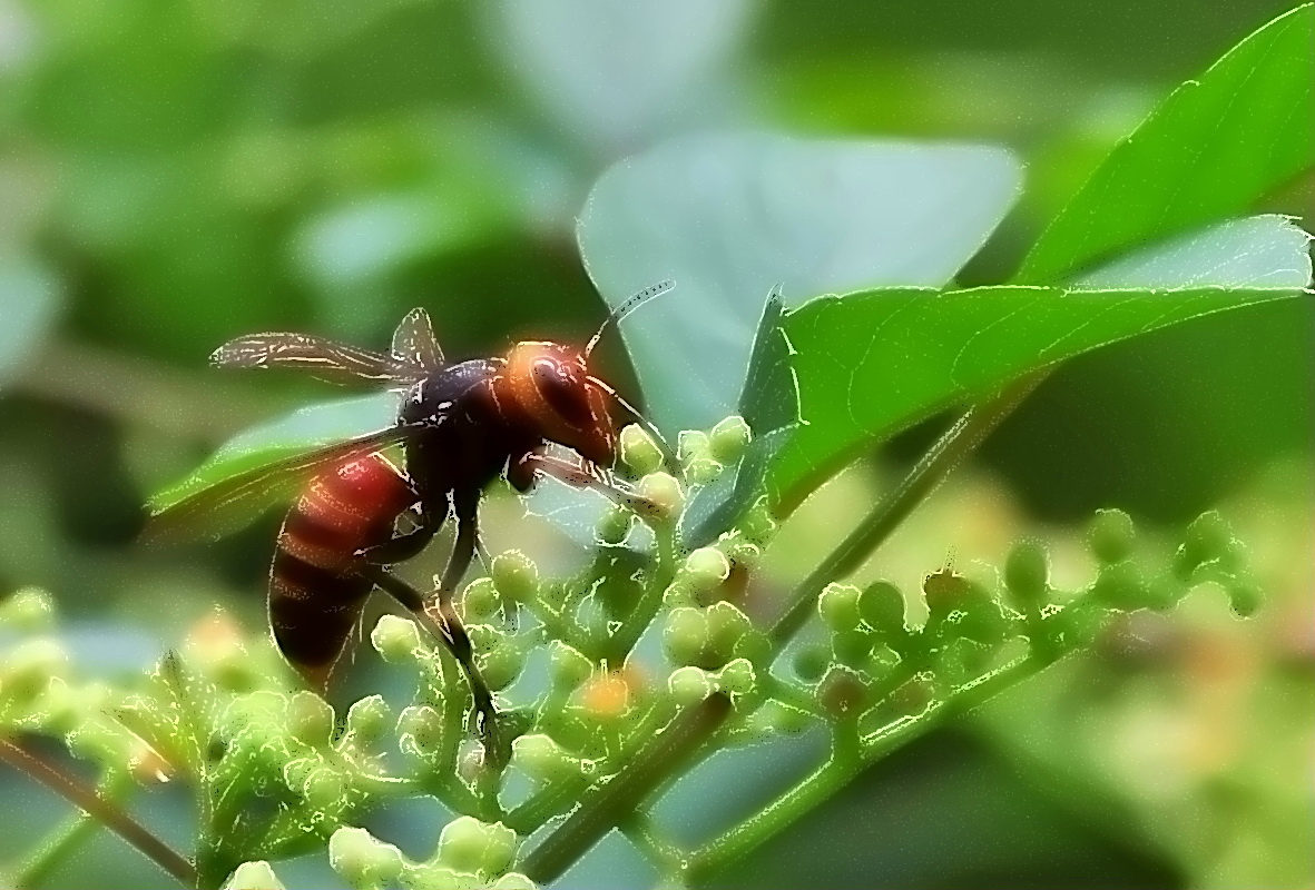 paper wasp