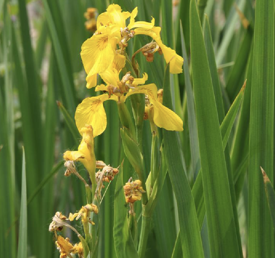  p>黄金鸢尾(学名: i>iris flavissima /i>  pall.