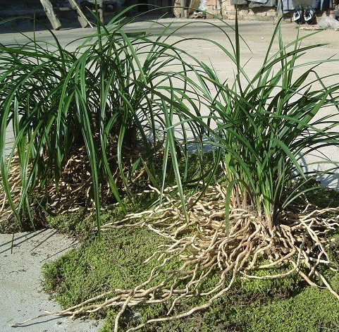  p>兰花是珍贵的观赏植物.