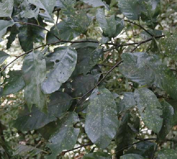  p>钩锥(学名: i>castanopsis tibetana /i> hance)是壳斗科,锥属 a